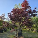 Acer palmatum 'Bloodgood' - Foto 1