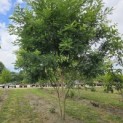 Sophora japonica - 6
