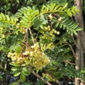 Sorbus 'Joseph Rock' - 5