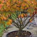 Hamamelis Mollis - 4