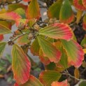 Hamamelis Mollis - 5