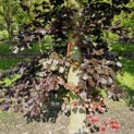 Fagus sylvatica 'Atropunicea' - 2