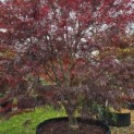 Acer palmatum 'Atrolineare' - 3