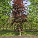 Fagus sylvatica 'Atropunicea' - 1