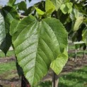 Morus rubra 'Wellington' - Foto 5