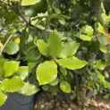 Quercus ilex - 3