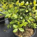 Quercus ilex - 4