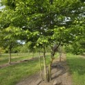 Carpinus betulus - Foto 2