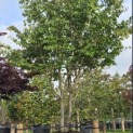 Parrotia persica - 1