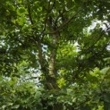 Carpinus betulus - 4