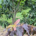Parrotia persica 'Bella' - 2
