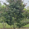 Parrotia persica 'Bella' - 1
