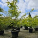 Gleditsia triacanthos ‘Sunburst' - Foto 1