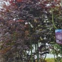 Acer palmatum 'Bloodgood' - Foto 3