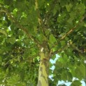 Platanus x hispanica - 3