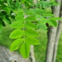 Sophora japonica - Foto 1