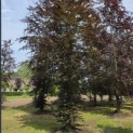 Fagus sylvatica 'Atropunicea' - 4