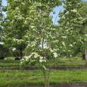 Cornus kousa 'China Girl' - Foto 2