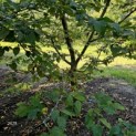 Carpinus betulus - 2