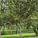 Betula utilis 'Jacquemontii' (Doorenbos) - 5