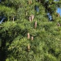 Cedrus deodara 'Pendula' - 2