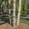 Liquidambar styraciflua 'Worplesdon' - 2