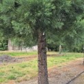Sequoiadendron giganteum - Foto 5