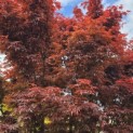 Acer palmatum 'Skeeter's Broom' - 3