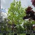 Liriodendron tulipifera - Foto 2