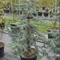 Cedrus libani 'Glauca' - Foto 1