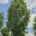 Acer rubrum 'Scanlon' - 1