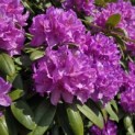 Rhododendron 'Catawbiense Boursault' - 1