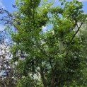 Prunus domestica 'Bleue de Belgique' - Foto 2