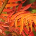 Sorbus 'Dodong' - 1