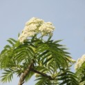 Sorbus 'Dodong' - 2