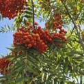 Sorbus 'Dodong' - 5