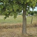 Carpinus Betulus - 3