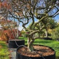 Acer palmatum 'Dragon's fire' - Foto 1