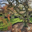 Acer palmatum 'Dragon's fire' - Foto 2