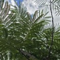 Albizia julibrissin - 5