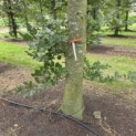Fagus sylvatica 'Atropunicea' - Foto 1