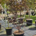 Acer palmatum 'Bloodgood' - Foto 1