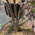 Acer palmatum 'Bloodgood' - Foto 2