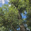 Quercus Suber - 6