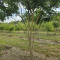 Sophora japonica - 3