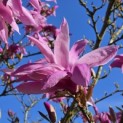 Magnolia 'Susan' - 1