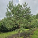 Pinus sylvestris - Foto 8