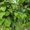 Cornus mas - 1