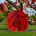 cornus florida 'Rainbow'