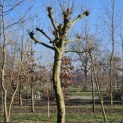 Platanus x hispanica - Foto 3